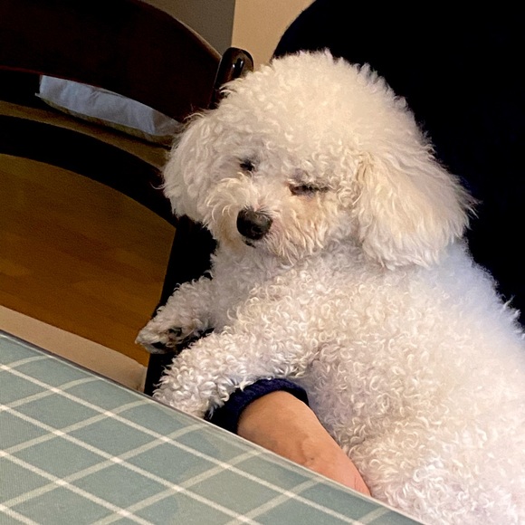 Meet your Posher, Mei - Picture 1 of 1